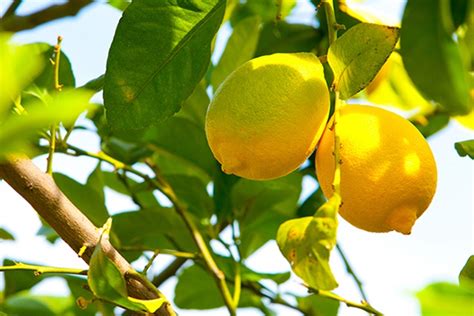 yediveren limon ağacı hastalıkları
